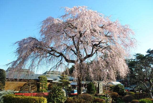 サイボク　しだれ桜