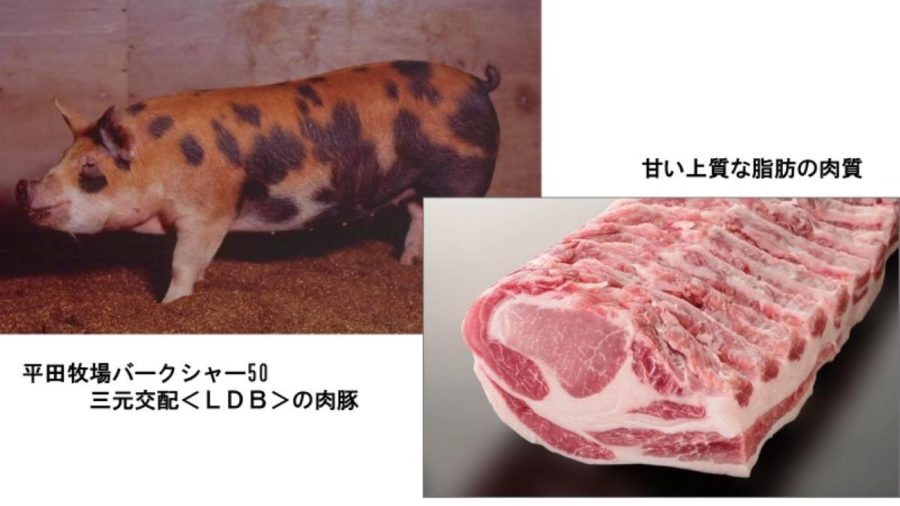 三元豚とはどんな豚？銘柄豚のご紹介、美味しいレシピから、おすすめレストランまで完全解説！ - ミートピアライフ | サイボク