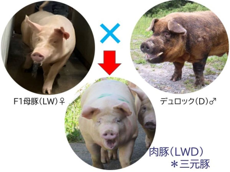 三元豚とはどんな豚？銘柄豚のご紹介、美味しいレシピから、おすすめレストランまで完全解説！ - ミートピアライフ | サイボク