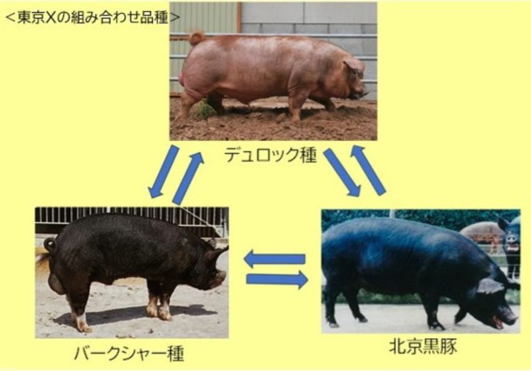 三元豚とはどんな豚?銘柄豚のご紹介、美味しいレシピから、おすすめレストランまで完全解説! - ミートピアライフ | サイボク