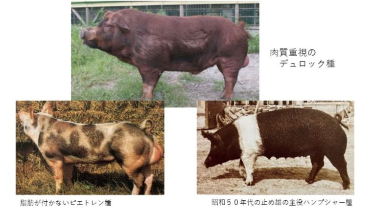 三元豚とはどんな豚？銘柄豚のご紹介、美味しいレシピから、おすすめレストランまで完全解説！ - ミートピアライフ | サイボク