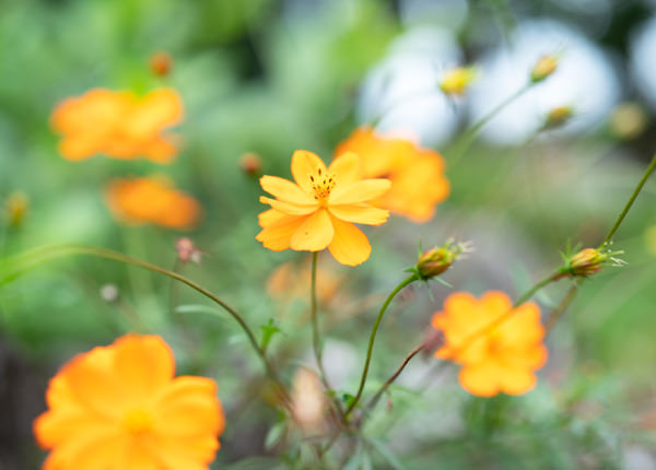 サイボク園内の花々